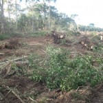Polícia Ambiental flagra desmatamento ilegal na localidade de Boa Vista
