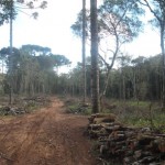 Polícia Ambiental flagra desmatamento ilegal na localidade de Boa Vista