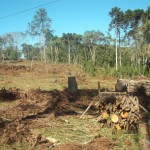 Polícia Ambiental flagra mais um desmatamento em Palmeira, São João do Triunfo e Teixeira Soares