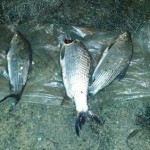 Pesca-predatória-rio-iguaçu