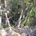 Polícia Ambiental adverte proprietário depois de verificar destruição de floresta em área de preservação