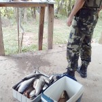 Apreensão de peixes pela Polícia Ambiental no Rio Iguaçu em São João do Triunfo-2