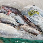Pescadores são presos por pesca predatória-4
