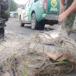 Polícia Ambiental prende três por pesca predatória em São João do Triunfo_2