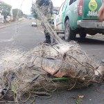 Polícia Ambiental prende três por pesca predatória em São João do Triunfo_5