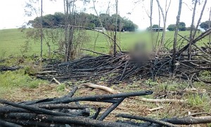 Polícia Ambiental constata corte ilegal de 30 pinheiros no interior de Palmeira