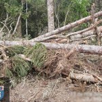 2-Polícia Ambiental fiscaliza área de desmatamento ilegal em Palmeira e aplica multa de R$ 328 mil (5)-foto divulgação Polícia Ambiental