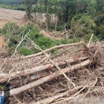 3-Polícia Ambiental fiscaliza área de desmatamento ilegal em Palmeira e aplica multa de R$ 328 mil (6)-foto divulgação Polícia Ambiental