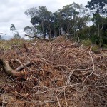Ambiental encontra destruição de vegetação em Palmeira e aplica multa de R$ 112 mil_foto-divulgação-Polícia Ambiental (3)