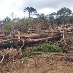 Ambiental encontra destruição de vegetação em Palmeira e aplica multa de R$ 112 mil_foto-divulgação-Polícia Ambiental (4)