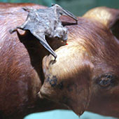 Casos de raiva bovina em Palmeira_foto divulgação-site-SBA