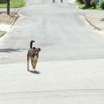 Cão solto andando pelas ruas - foto Moacir Guchert