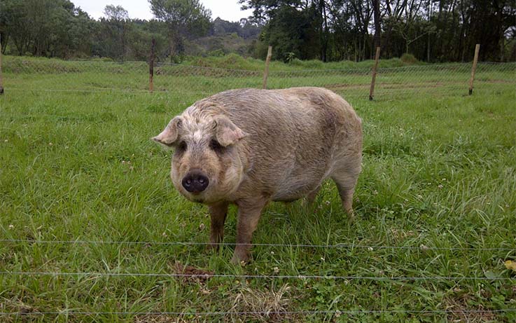 Porco Moura _Divulgação c