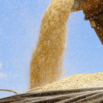 Colheita de milho - . Foto: Gilson Abreu/AEN