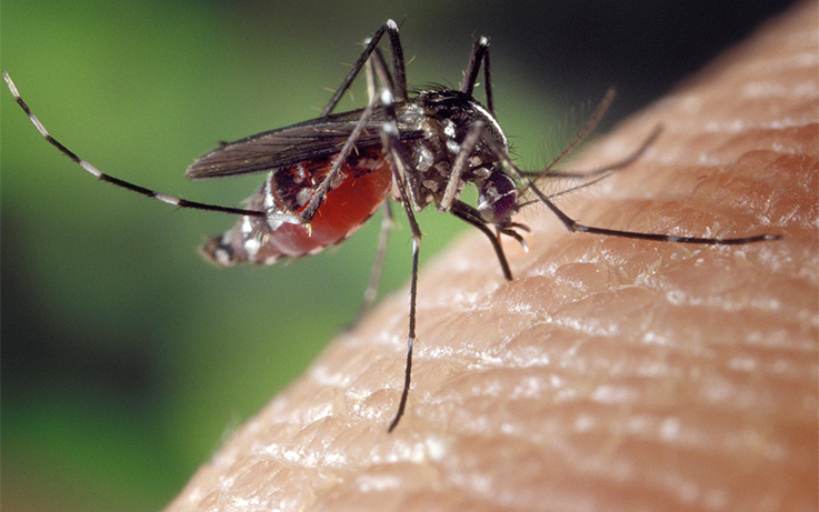 mosquito aedes dengue zika pixabay