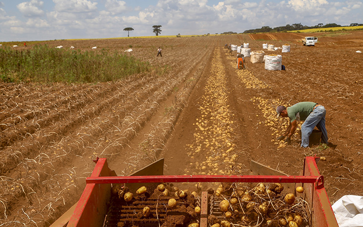 02/03 - Produção e processo da batata.Foto: Gilson Abreu/AEN