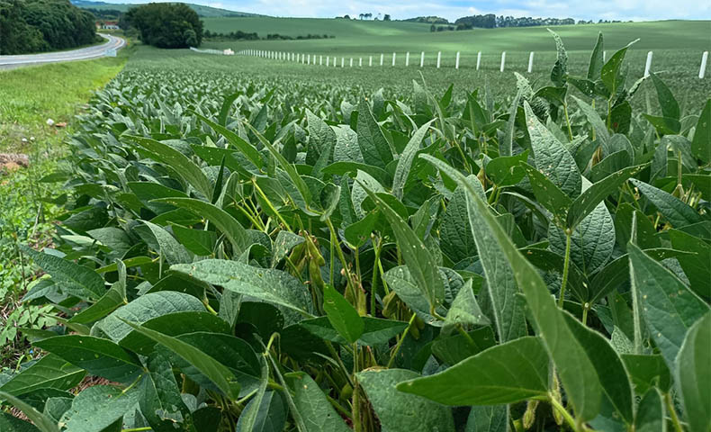 Faixa de dominio Via Araucaria
