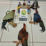 Rinha de Galos - Polícia Ambiental (1)