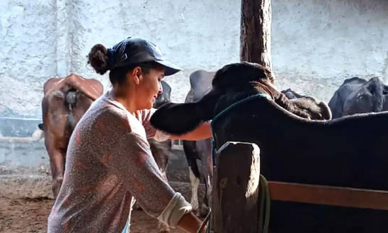 ordenha feita por mulher