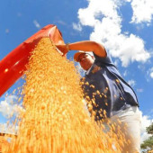 colheita-de-soja-foto-alvaro-rezende safra Prefeitura de Campo Grande_Divulgação