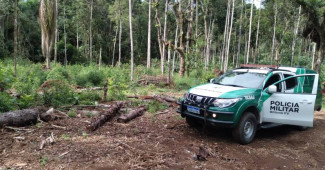 corte São Mateus Sul (2)